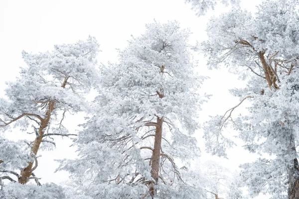 Forêt Enneigée Hiver Nature Blanche — Photo