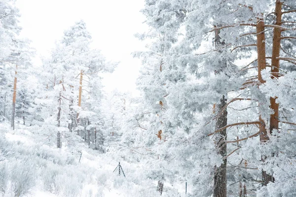 Forêt Enneigée Hiver Nature Blanche — Photo