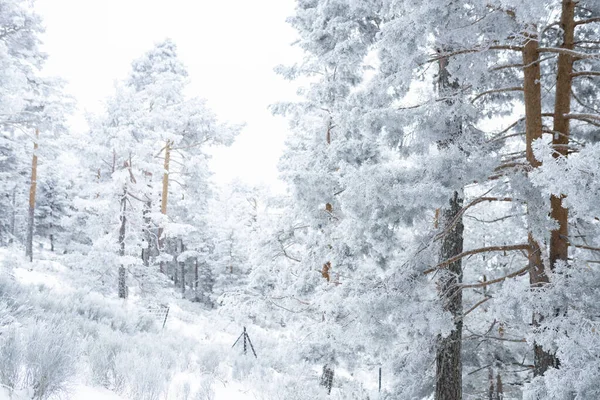 Forêt Enneigée Hiver Nature Blanche — Photo