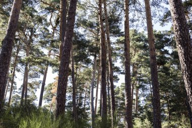 Ağaçları güzel bir orman.