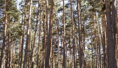 Ağaçları güzel bir orman.