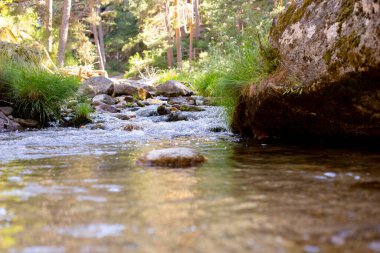 Bir nehir, odun, kayalar, doğa