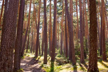 Ağaçları ve taşları olan bir orman.