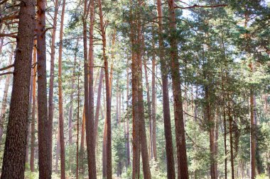 Ağaçlar, çimenler, mavi gökyüzü, bir orman