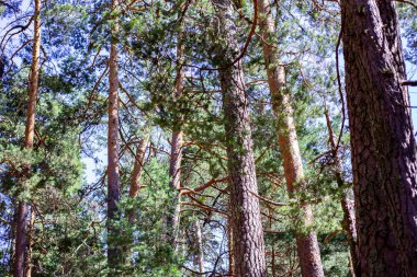 Ağaçlar, çimenler, mavi gökyüzü, bir orman