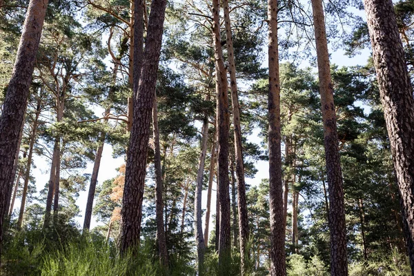 Ağaçları güzel bir orman.