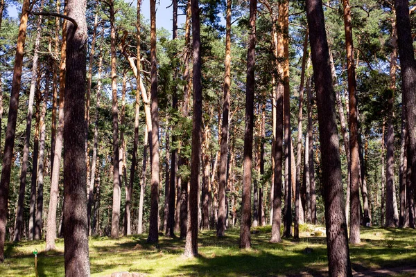 Ağaçları ve taşları olan bir orman.