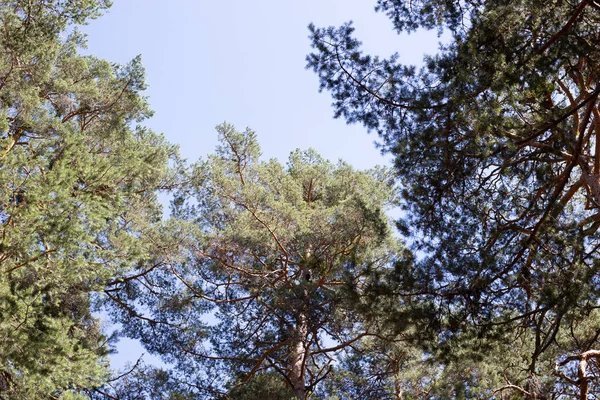Arbres Herbe Ciel Bleu Une Forêt — Photo