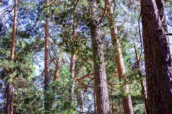 Ağaçlar, çimenler, mavi gökyüzü, bir orman