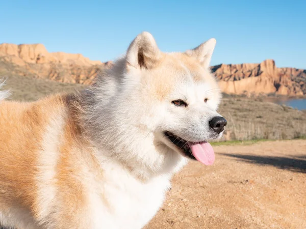 Akita Inu Pies Górzystym Miejscu — Zdjęcie stockowe