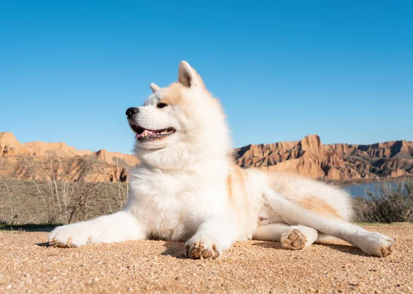 Pies Przyrodzie Góry Słoneczny Dzień — Zdjęcie stockowe