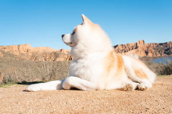 自然山の中の犬晴れた日 — ストック写真