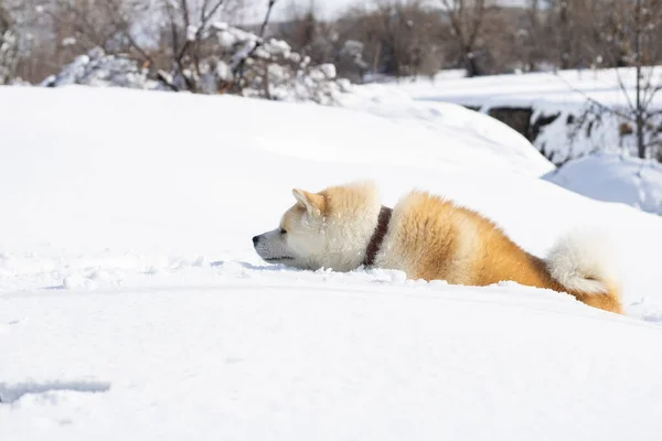 Cane Cercando Camminare Attraverso Neve — Foto Stock