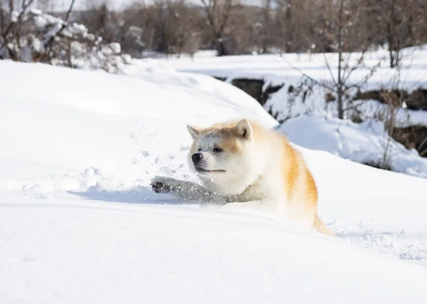 Kutya Próbál Sétálni Hóban — Stock Fotó