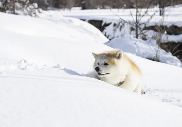 Perro Tratando Caminar Través Nieve — Foto de Stock