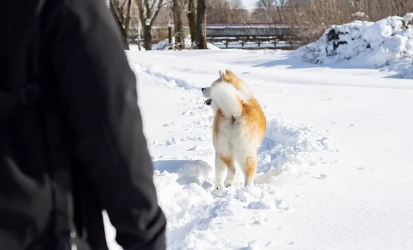 Kutya Gyaloglás Hóban — Stock Fotó