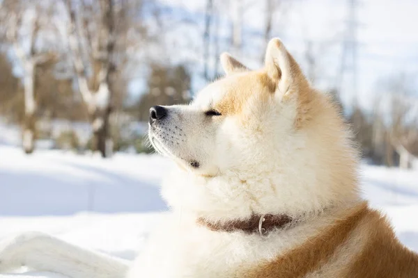 Собака Снігу Сильний Серйозно Розслаблений — стокове фото