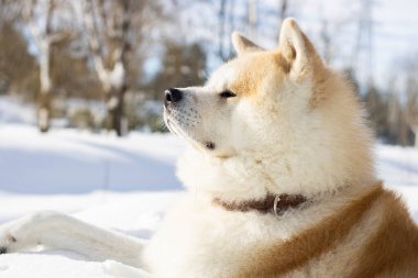 Kardaki köpek. Çok rahatlamış.