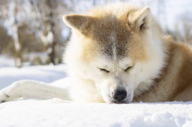 dog sitting relaxed in the snow, on the mountain