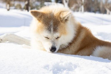 dog sitting relaxed in the snow, on the mountain