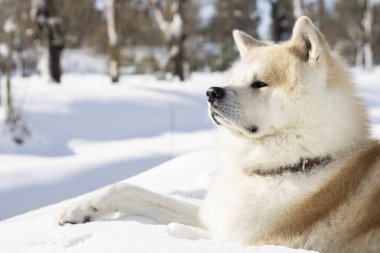 Kardaki köpek. Çok rahatlamış.