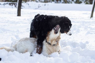 Parkta karda oynayan safkan köpekler.