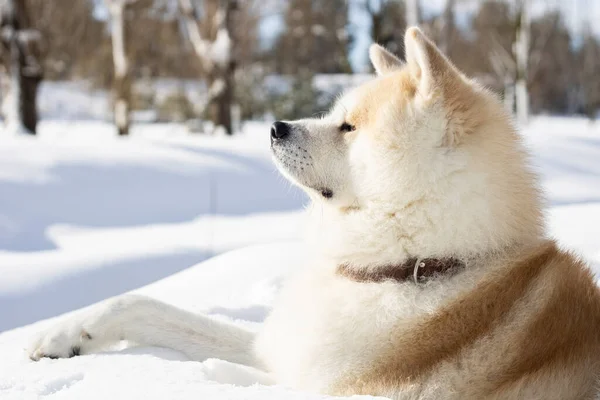 Собака Снігу Сильний Серйозно Розслаблений — стокове фото