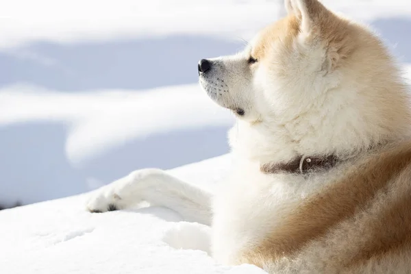 Dog Sitting Relaxed Snow Mountain — Stock Fotó