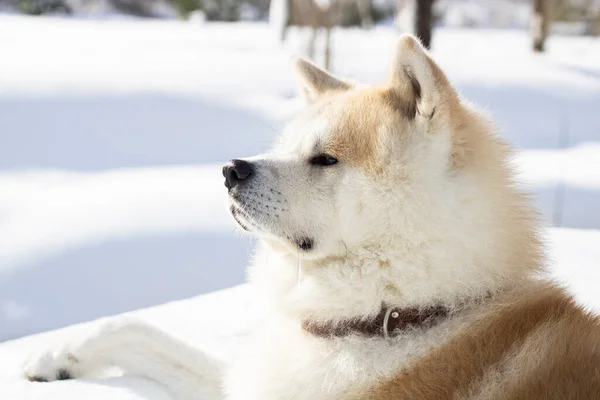 Dog Sitting Relaxed Snow Mountain — Stock Fotó