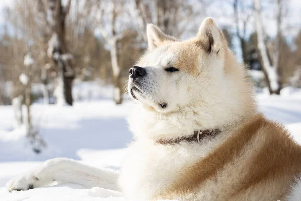 Dog Sitting Relaxed Snow Mountain — Stock Fotó