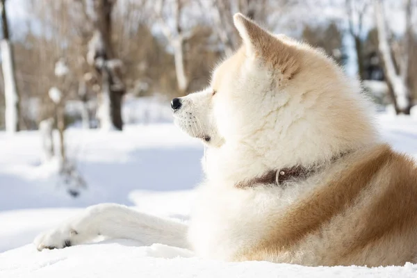 Собака Сидить Розслаблений Снігу Горі — стокове фото