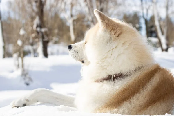 Dog Sitting Relaxed Snow Mountain — Stock Fotó