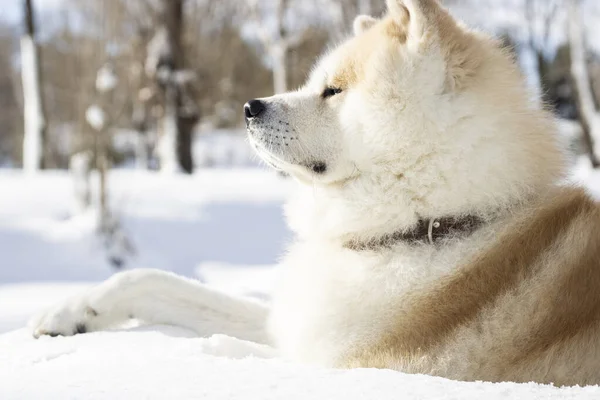 Dog Sitting Relaxed Snow Mountain — Stock Fotó