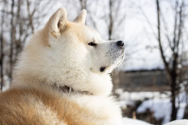 Hund Sitzt Entspannt Schnee Auf Dem Berg — Stockfoto