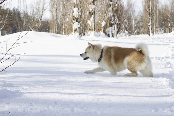 Perro Tratando Caminar Través Nieve — Foto de Stock