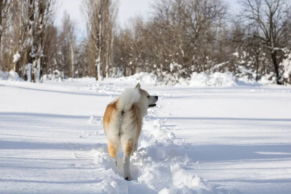 Собака Намагається Пройти Через Сніг — стокове фото