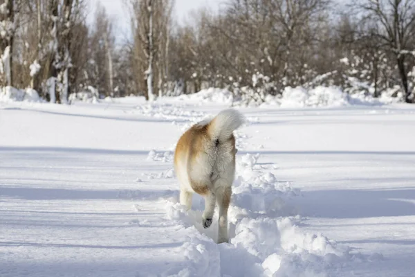 Kutya Próbál Sétálni Hóban — Stock Fotó