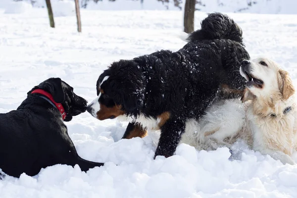 Psy Czystej Krwi Bawiące Się Śniegu Parku — Zdjęcie stockowe