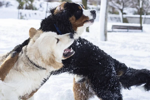 Cães Raça Pura Brincando Neve Parque — Fotografia de Stock