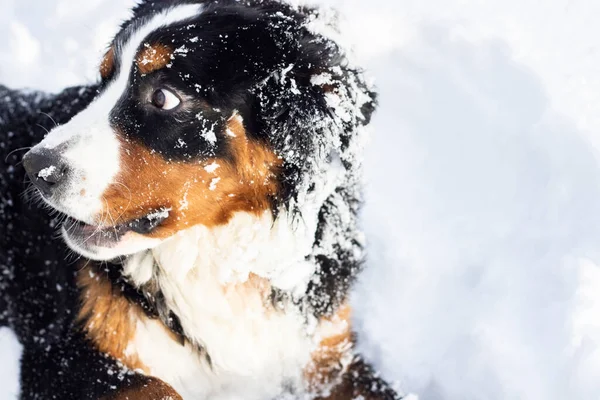 Bernese Mountain Dog Játszik Hóban — Stock Fotó