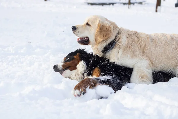 stock image Purebred dogs playing in the snow in a park