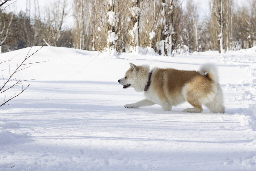 dog trying to walk through the snow