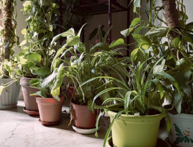 Modern ev bahçesi kompozisyonu bir sürü güzel bitki, kaktüs, sulu bitki ve farklı tasarım kaplarında hava bitkileri barındırıyordu. Zarif botanik tasarımı. Evde bahçe işleri konsepti. Şablon. Modern ev bahçesi kompozisyonu bir sürü güzel bitkiyi doldurdu.,