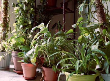 Yerlerde sergilenen ev bitkisi konteynerleri