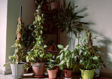 Modern ev bahçesi kompozisyonu bir sürü güzel bitki, kaktüs, sulu bitki ve farklı tasarım kaplarında hava bitkileri barındırıyordu. Zarif botanik tasarımı. Evde bahçe işleri konsepti. Şablon.