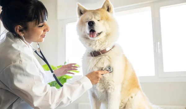 Latin Amerikalı bir kadın, veteriner, klinikte bir köpeği dinliyor.