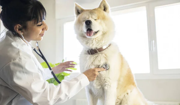 Latin American woman, veterinarian, listening to a dog in clinic