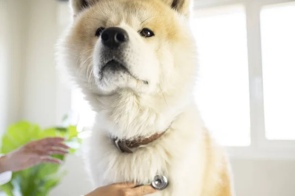 woman caring for a dog in veterinary clinic