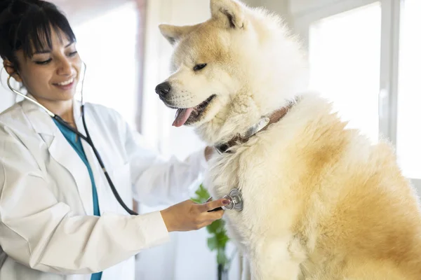 latin woman in veterinary uniform happy with a pet
