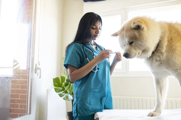 Latin woman in vet taking temperature of a dog